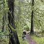 Wildwood Ecoforest