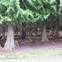 THICK FOREST