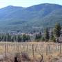 Cold Water Ranch Vineyard