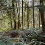 Nile Creek Trail