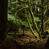 Bella Coola - Sacoompt Forest
