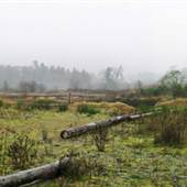Pacific Estuary