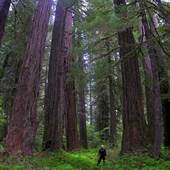 *White River Old Growth Fir Forest