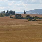 McKECHNIE WHEAT CROP