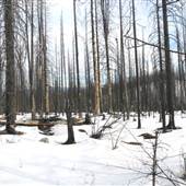 Gorman Lake Rd Forest Fire area -10 Km