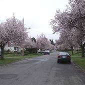 STREET - Gosper Crescent