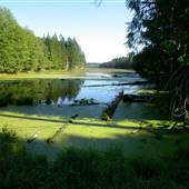 Denman Island Swamp