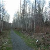 Tree-lined Alley (Holstrom Rd)