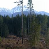 Nimpkish Valley Clear Cut