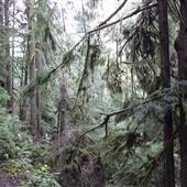 Cumberland Community Forest