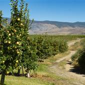 APPLE ORCHARDS