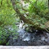 Upper Trails - Stamp River Provincial Park