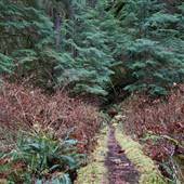 Peppercorn Park - Forest