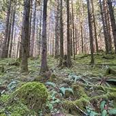 Zeballos Fern Forest