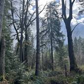 Macham Road - 85 Private Acres