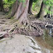 Nanaimo River Regional Park
