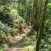 Grandon Creek Trail