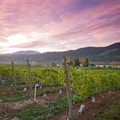 Monte Creek Ranch Winery - North Side Vineyards