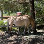 Powell River Therapeutic Riding Association