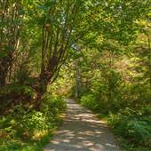 Stanley Park - Lover's Walk