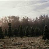 Z & Z Christmas Tree Farm and Urban Forest