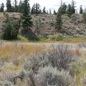 Deer Drive Plowe Pond Desert 101 and Lower Immediate Area SUMMER