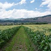 Burkholder Bros Corn Farm