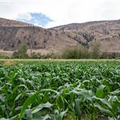 Horsting's Farm - Lower, Mid, and Upper Crop Fields