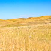 *Frolek Grasslands in Knutsford SUMMER