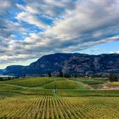 VINEYARDS /ORCHARDS SOUTH