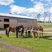 Arnold Ranch Riding Arena and Workshop / Garage