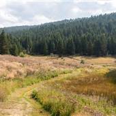 Pineview Valley Park from Python Lake to Forest