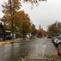 PRINCETON ( Fall)