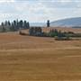 McKECHNIE WHEAT CROP
