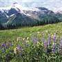 Finn Creek Provincial Park Monashee Mountain Range