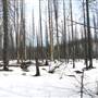 Gorman Lake Rd Forest Fire area -10 Km