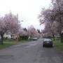STREET - Gosper Crescent