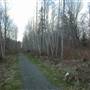 Tree-lined Alley (Holstrom Rd)