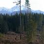 Nimpkish Valley Clear Cut