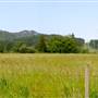 Brannen Lake Farm