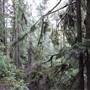 Cumberland Community Forest