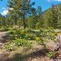 JERRY MTN TRAILS