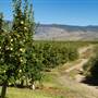 APPLE ORCHARDS