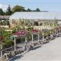 ART KNAPPS FLOWER/PLANT STORE