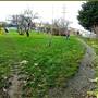 Hereward Green Park