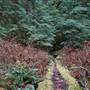 Peppercorn Park - Forest