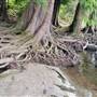 Nanaimo River Regional Park
