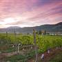 Monte Creek Ranch Winery - North Side Vineyards