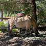 Powell River Therapeutic Riding Association