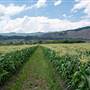Burkholder Bros Corn Farm